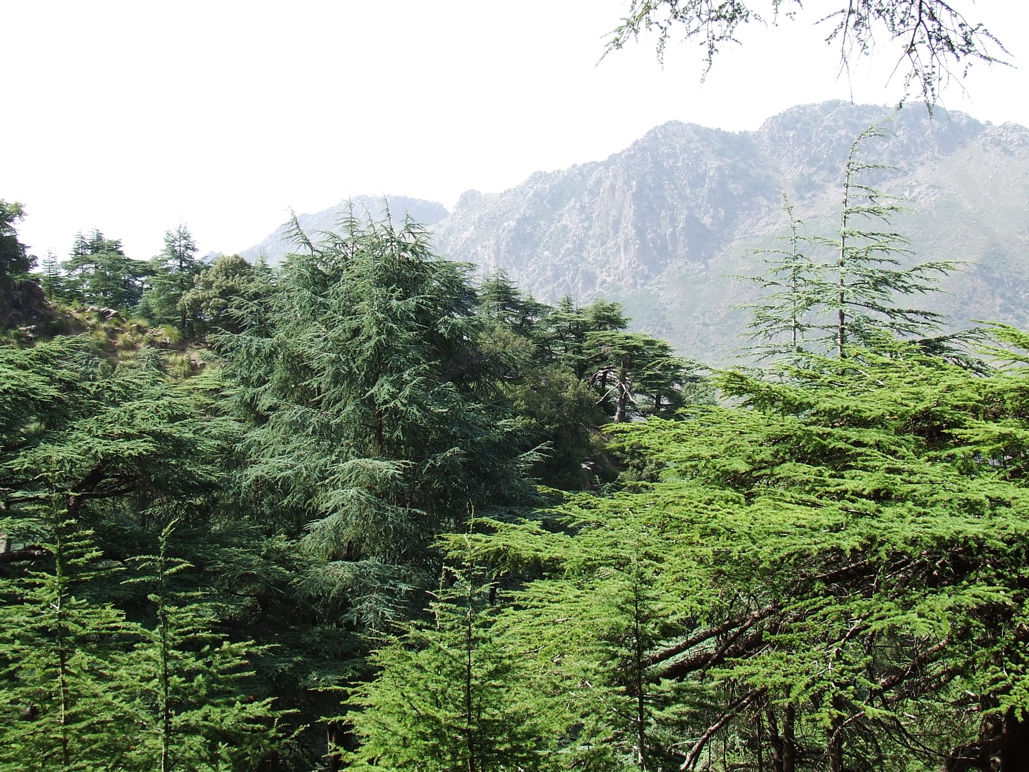 img-Tizi Ouzou : les randonnées interdites dans la forêt d’Ath Ouabane