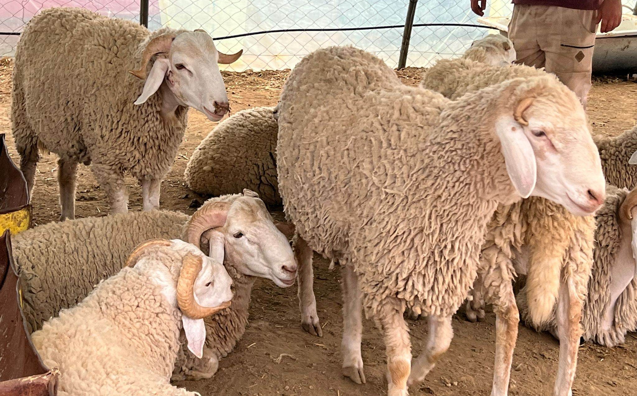 img-Sacrifice de l’Aïd : l’Algérie va importer jusqu’à 1 million de moutons