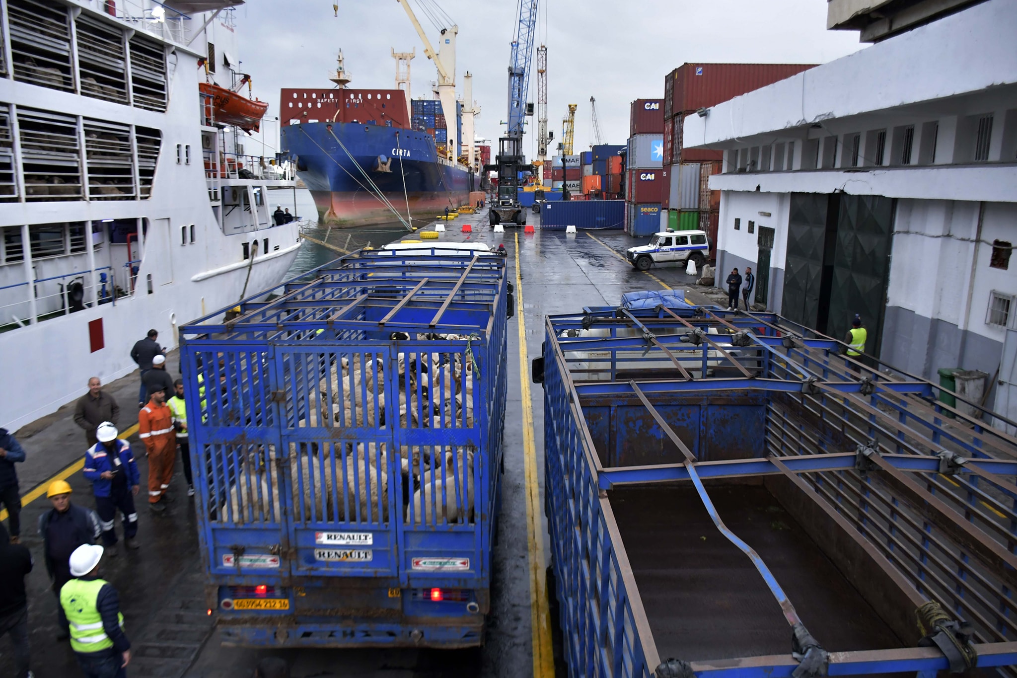 img-Les moutons de l’Aïd importés débarqués dans 9 ports algériens