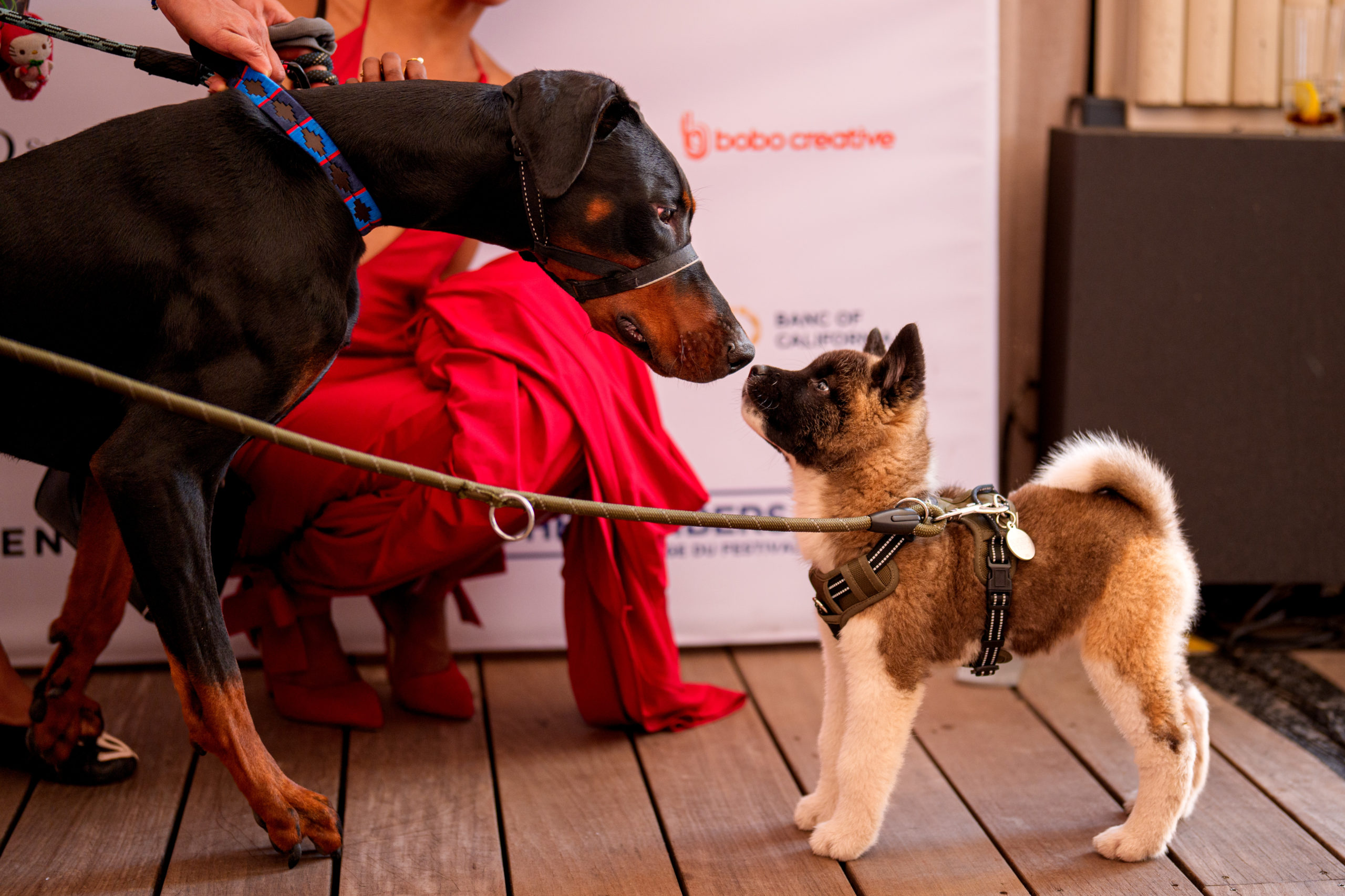 Deux chiens tenus en laisse se flairent lors de la cérémonie du Palm Dog au Festival de Cannes 2026, une image décalée pour illustrer une chronique sur les peurs et les rapports de force du cinéma.
