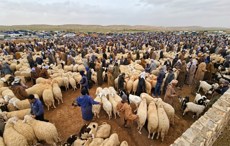 Des moutons destinés à l’Aïd El-Adha dans un souk en Algérie, où les prix flambent sous l’effet de la spéculation, des intermédiaires et de la faiblesse du cheptel.