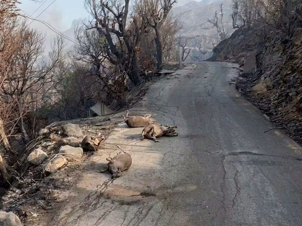 img-Incendies à Jijel : plus de 12 000 agriculteurs sinistrés, 425 000 arbres détruits
