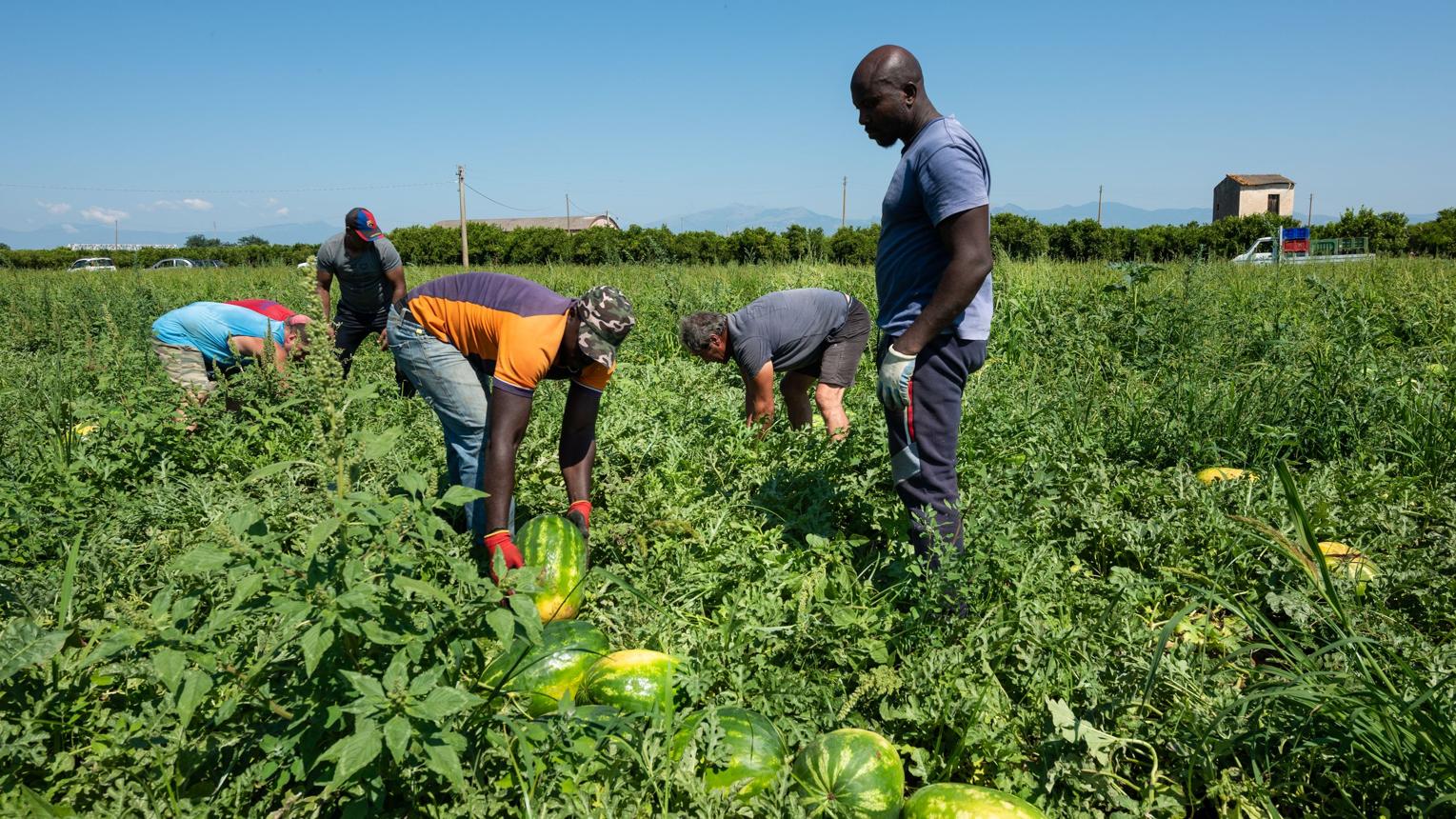 img-Travailler en Italie en 2027 : les Algériens éligibles à un programme de 165 850 entrées
